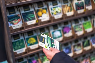 Baharat ekimi için soğan tohumu seçen bir kadının yakın çekimi.. 