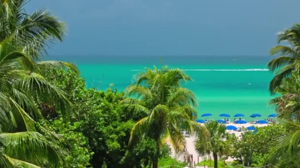 Piękny Widok Przez Gałęzie Palmowe Piaszczystą Plażę Miami Beach Tle — Wideo stockowe
