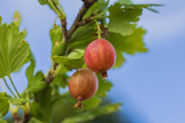 Güneşli bir yaz gününde çalılardan sarkan frenk üzümü manzarası.