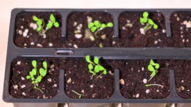 Çiçek tohumlarının plastik kaplarda filizlenmesine yakından bak.