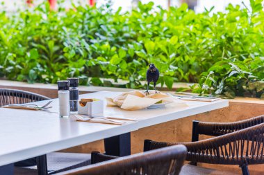 View of a tropical bird sitting on a table in a restaurant amid remnants of food and dirty dishes. Curacao. clipart