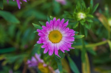 Beautiful view of blooming purple aster flower in garden. clipart