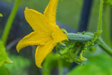 Seradaki genç salatalıkların çiçek açmasının yakın görüntüsü..