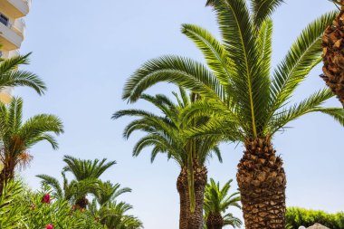 Otel bahçesindeki palmiye ağaçlarının güzel manzarası mavi bir gökyüzünün arka planına karşı. Yunanistan.