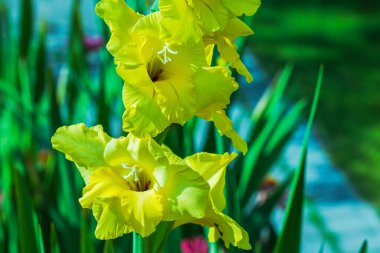 Sarı gladiolus çiçeklerinin makro görüntüsü.