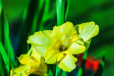 Bulanık yeşil arka planda sarı gladiolus çiçeklerinin makro görüntüsü.