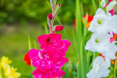 Bahçedeki renkli çiçeklerin makro manzarası. 