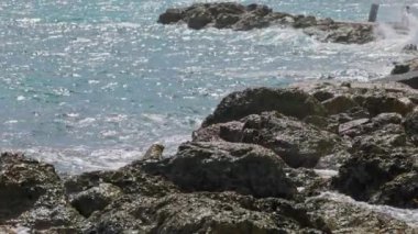 Karayip Denizi 'nin çok güzel bir manzarası var. Curacao açıklarında yapay bir dalgaya karşı güçlü bir çarpışma. Yavaş çekim.