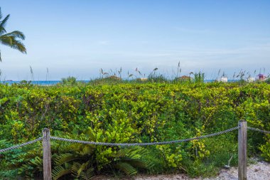 Ocean Drive, Miami Beach boyunca uzanan ve mavi gökyüzüne dönüşen yeşil çitlerin güzel zıt manzarası..