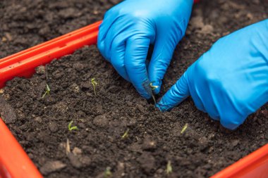 Mavi lastik eldivenli kadın elleri yakından görülüyor. Topraklı bir kutuya domates tohumu ekiyorlar. İsveç.