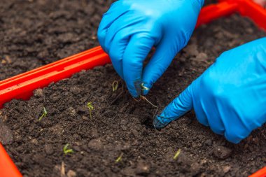 Plastik eldivenli kadın ellerinin yakın plan görüntüsü toprak dolu plastik bir kutuya filizlenmiş domates tohumları ekmesi.