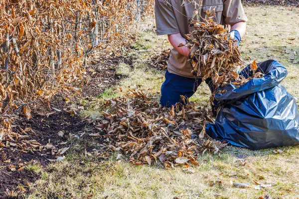 Крупным Планом Человек Собирает Опавшие Листья Пластиковый Пакет Саду Весной Стоковое Фото