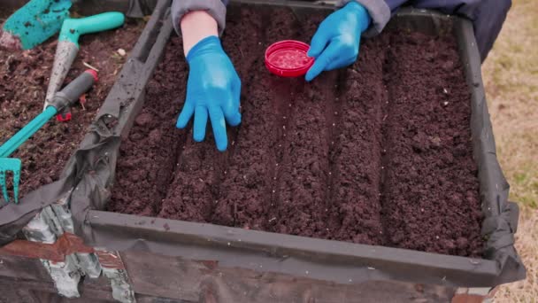 ガーデンベッドに初期の春の大根の種を植えるゴム製手袋の男性の手のクローズアップ スウェーデン — ストック動画
