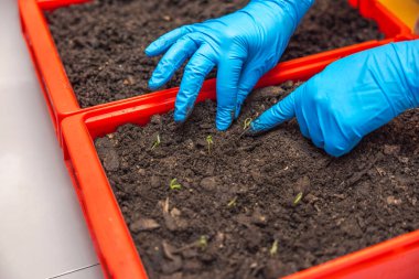 İlkbahar ekimi sırasında tohum tohumlarını toprak dolu bir kabın içine yerleştirirken yakın çekim..