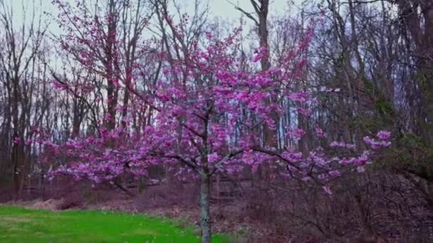 Krásný Jarní Pohled Okouzlující Třešňový Květ Parku — Stock video