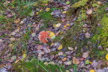 Kırılgan solungaç mantar mantarının yakın plan görüntüsü. Ormanda kırmızı başlık büyüyor..