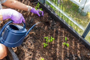 Domates fidelerini sulamak için bahçe sulama kabını kullanan bir kadının seradaki dikim çukuruna yakın plan görüntüsü. İsveç.
