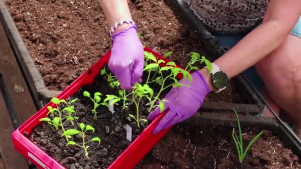 Lose View Woman Taking Tomato Seedlings Plastic Tray Transplanting Soil — Video Stock