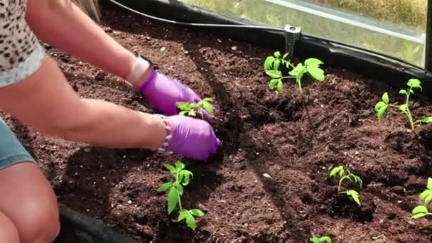 Close View Woman Planting Tomato Seedlings Greenhouse Sunny Spring Day — ストック動画
