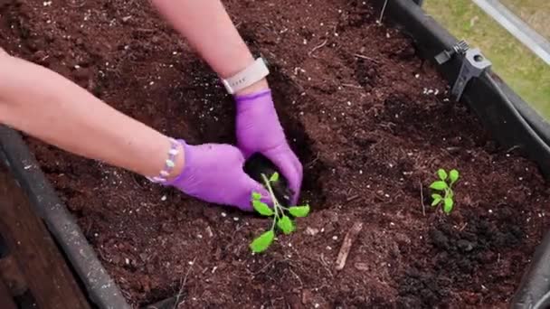Крупным Планом Женщина Ухаживает Своим Садом Сажая Молодые Томатные Растения — стоковое видео