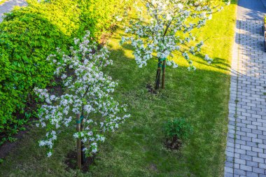 Özel bir villanın bahçesindeki çiçek açan elma ağaçlarının güzel manzarası. İsveç.