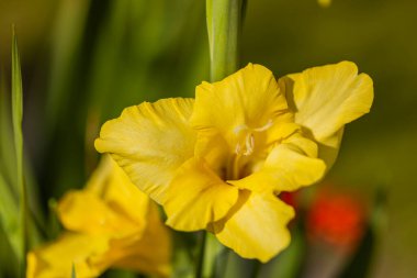 Güneşli bir yaz gününde sarı bir gladiolus çiçeğinin Macro manzarası.