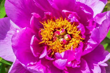 Güneşli bir bahar gününde açan pembe şakayık çiçeğinin makro manzarası.