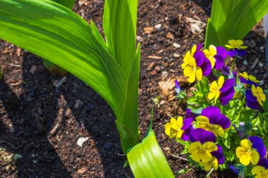 Çiçek açan sarı ve mor muhallebi çocukları ve bir saksıda büyüyen gladyatör çiçekleri..