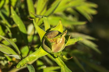 Bahar yağmuru damlalarıyla açılmamış şakayık tomurcuğunun makro görünümü.