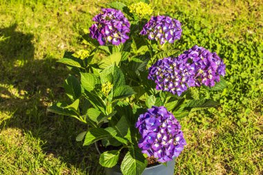 Canlı mor ortanca çiçeklerinin yakın plan görüntüsü, güneşli bir bahçedeki yeşil çimlerin üzerine yerleştirilmiş..