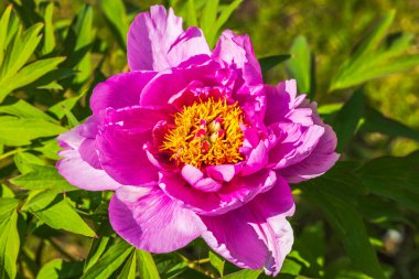 Pembe şakayık çiçeğinin parlak bir bahar gününde açtığı yakın plan..