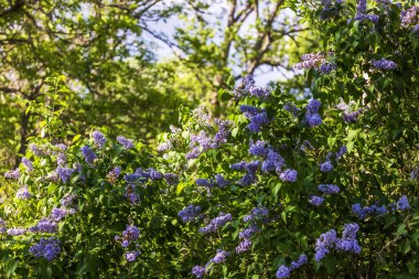 Bir yaz günü bahçede açan leylak çalılarının güzel manzarası. İsveç 