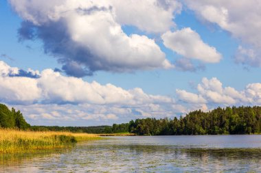 Kıyı boyunca uzanan su zambakları ve ormanlarla dolu güzel bir göl manzarası, beyaz bulutlu mavi bir gökyüzüne karşı kurulmuş. İsveç.