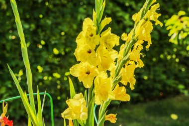 Bahçede açan sarı gladiolus çiçeklerine yakından bir bakış açısı.