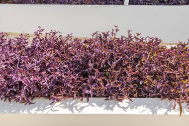 Bina duvarında yetişen bordo kırmızısı tropikal yaprakların güzel manzarası. Curacao.