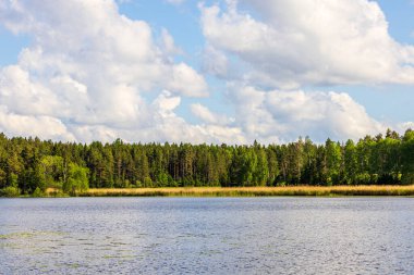 Su zambaklarıyla çevrili ve bulutlu bir gökyüzünün altında orman ağaçlarıyla çevrili bir göl manzarası. İsveç.