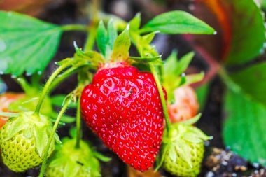 Bahçe yatağında olgun ve kırmızı böğürtlenli çilek manzarası.