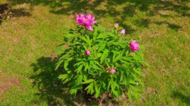 Güneşli bir yaz gününde, bir bahçe köşkünde açan canlı pembe şakayık çiçeklerinin yakın çekimi.. 