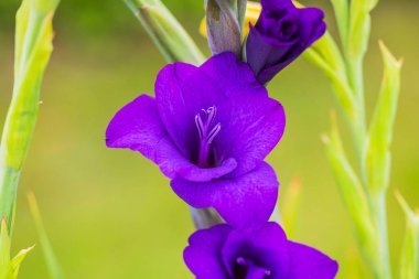 Bahçede büyüyen mor gladiolus çiçeklerinin makro görüntüsü.