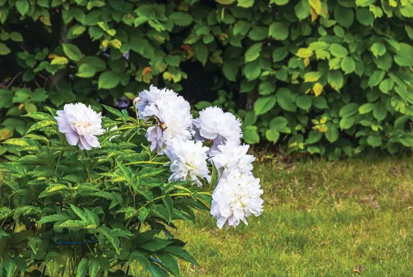 stock image Beautiful view of white peonies in bloom in the garden on a summer day.