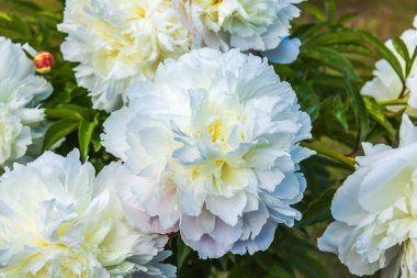Bir yaz günü bahçede çiçek açan beyaz şakayıkların manzarasını yap..