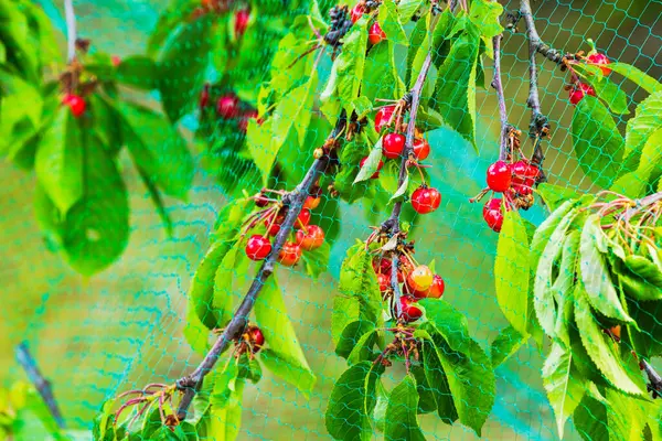 stock image Close-up shot of a cherry tree protected by a bird net in the garden.