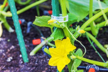 Bitki desteği için plastik şarjörlü serada çiçek açan salatalıkların yakın plan görüntüsü.