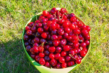 Bahçedeki çimlerin üzerinde taze toplanmış kirazların yakın plan görüntüsü..