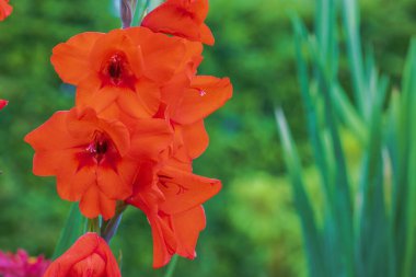 Kırmızı gladiolus çiçeklerinin Macro manzarası yaz öğleden sonra bahçede çiçek açıyor..