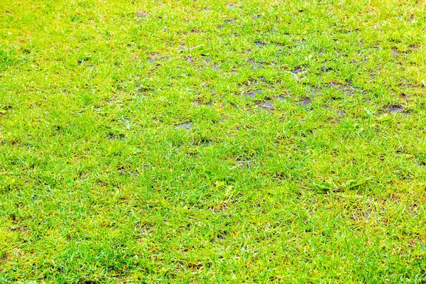 stock image Close-up view of green lawn soaked with water after heavy summer rain.