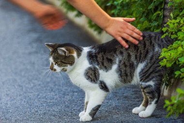 Çocuğun elleri yeşil çalıların yanındaki asfalt yolda gri ve beyaz kediyi sevmeye çalışıyor..