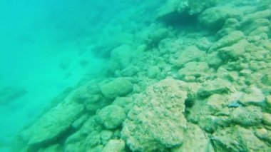 Deniz dünyasının şnorkelle yüzerken çok güzel bir su altı sahnesi. Curacao.