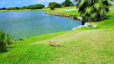 Göl kenarındaki golf sahasında güzel bir kertenkele manzarası. Aruba.