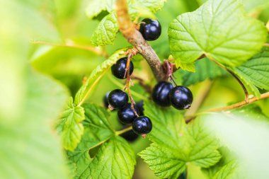 Bahçedeki çalıların üzerinde siyah frenk üzümü manzarası.